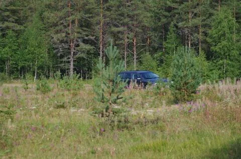 Car in a forest Stock Photos
