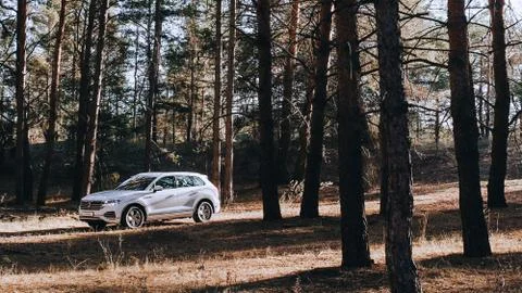 Car in the forest Stock Photos