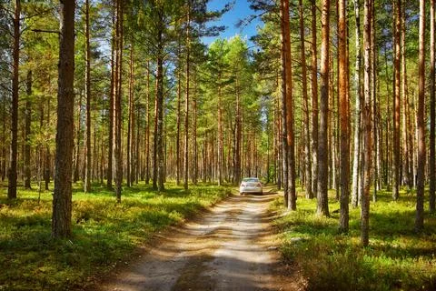 A car in the forest Stock Photos