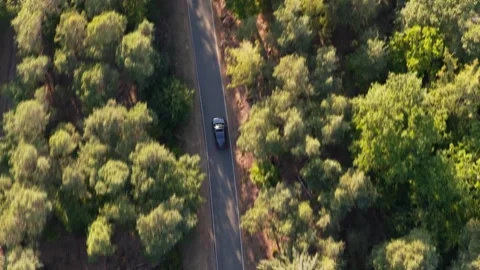 Car on Forest Road: Aerial View of a Scenic Drive Through Lush Green Trees Stock Footage 339356622