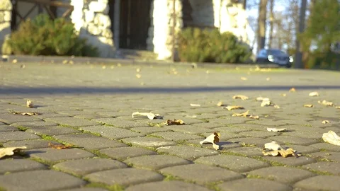 The car goes along the pavement. flat picture Stock Footage 85368113