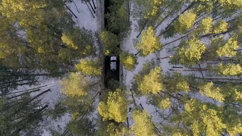 The car goes among the trees Stock Footage 123998089
