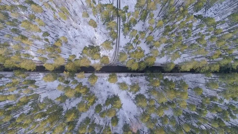 The car goes among the trees Stock Footage 123998478