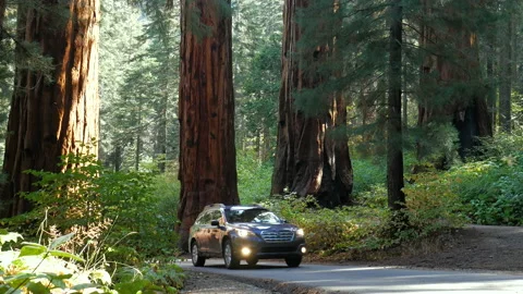 Car goes between giant sequoias in Sequoia National Park, 4K Stock Footage 105228563