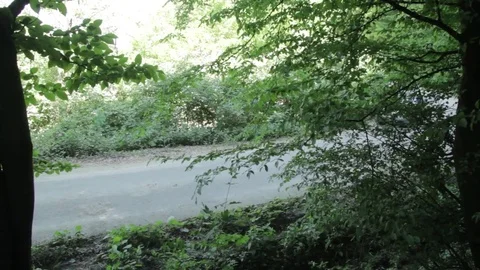 Car goes up to the edge of a forest Stock Footage 83052248