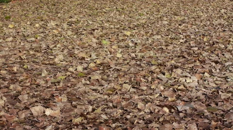 Car goes on fallen leaves 動画素材 56747685
