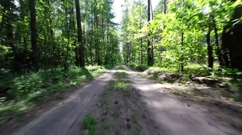 The car goes through the forest. Forest road in the national park Stock Footage 53048819