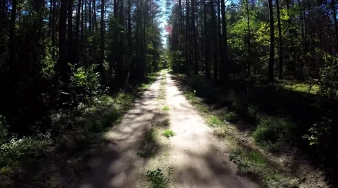 The car goes through the forest. Forest road in the national park Video stock 53504804