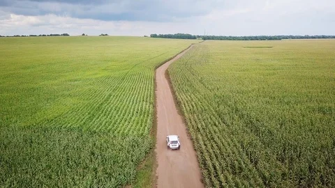 The car is going on a dirt road through a field of corn. 4k Stock Footage 94918838