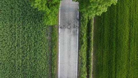 Car going down a road between trees rows 스톡 동영상 152541992
