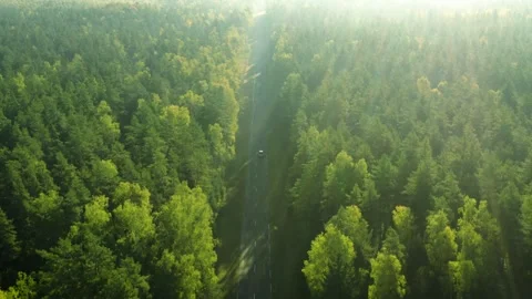 Car going forest road, drone aerial view, green lush woods Stock Footage 287944022