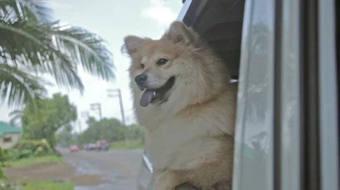 Car Guard Stock Footage 36180895