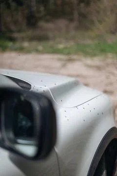 Car hood covered with tiny insects on a dirt road, insect bug, fender. Stock Photos