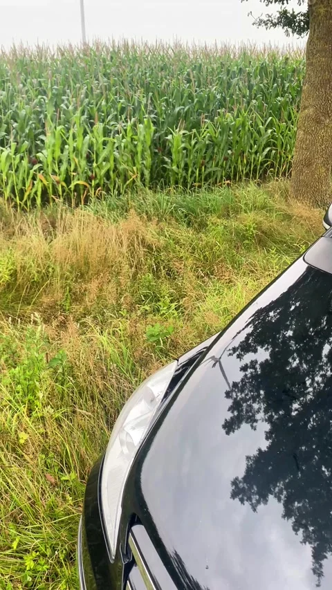 Car Hood Reflection in Green Cornfield and Wind Energy Landscape with Summer Sky Stock Footage 280902216