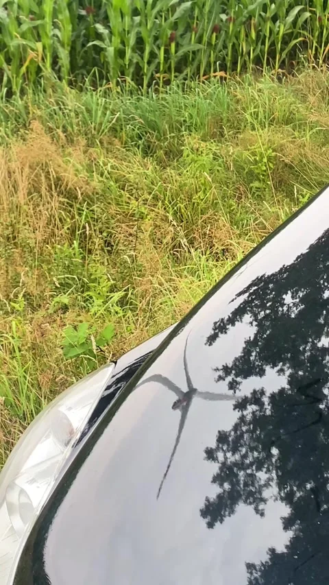 Car Hood Reflection in Green Cornfield and Wind Energy Landscape with Summer Sky Stock Footage 280902218