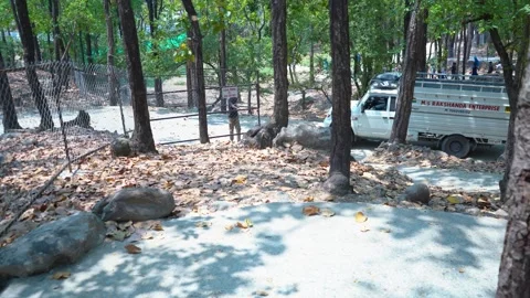 The Car in the Jungle Stock Footage 313565881