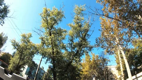 Car mounted wide angle looking up at passing trees in downtown Odessa Ukraine Vidéo 122530985