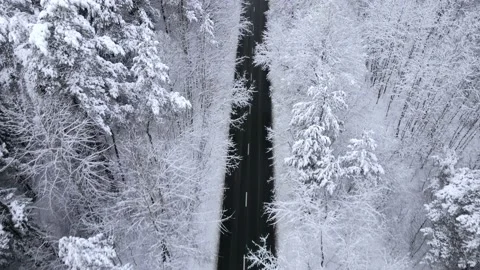  car moving on coniferous snow winter day snowy forest road Stock Footage 146297282