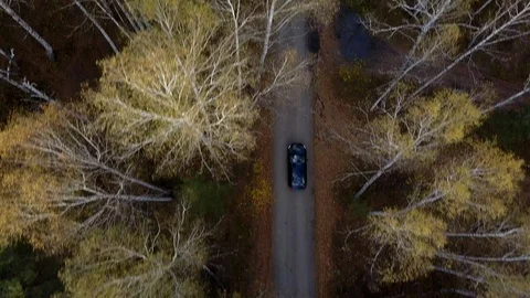 Car moving through the autumn forest Stock Footage 108476984