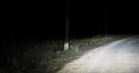 Car navigating a dimly lit forest road under the cover of night Stock Footage 300617561