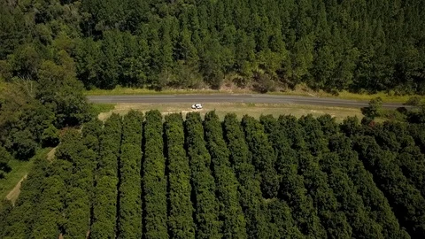 Car parked amongst macadamia nut orchard farm Stock Footage 110886922