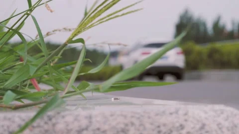 Car parked on the side of the road behind the grass Stock Footage 157623517
