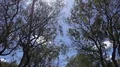 Car parking area below Jacaranda trees tilt down in Faro at Algarve, Portugal 4k or 4k+ Resolution