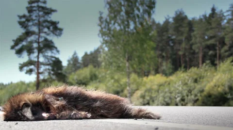 Car passed by on monkeys carcass Stock Footage 32240725