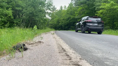 Car Passes Common Snapping Turtle, Chelydra Serpentina, Laying Eggs By Road 스톡 동영상 243753932