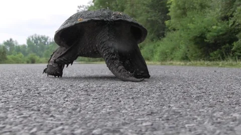 Car passes snapping turtle walking on road Stock Footage 119498367