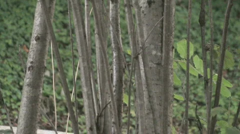 Car passing behind trees 2 Stock Footage 794478