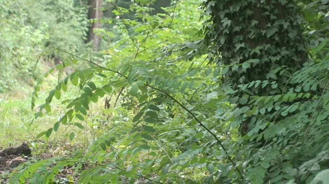 Car passing behind trees 4 Stock Footage 794505