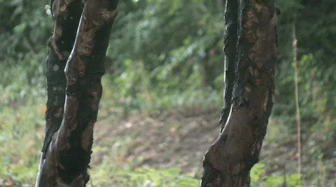 Car passing behind trees Stock Footage 794487