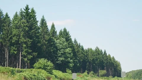 Car Passing a Conifer Forest Along the Road Slow Motion 库存影片 346216152