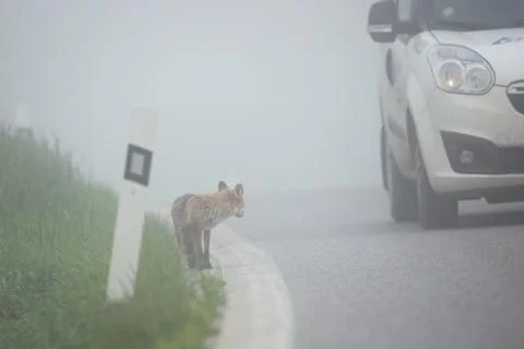 Car passing by a fox standing on the side of a road Stock Photos