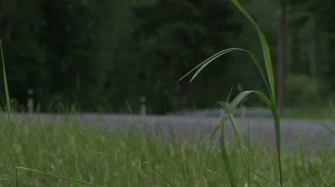 Car passing by in grass Video stock 836772