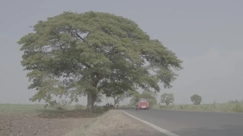 Car passing near big tree in summer Slog 3. Stock Footage 271204017