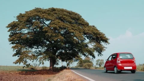 Car passing near big tree. Stock Footage 271204023