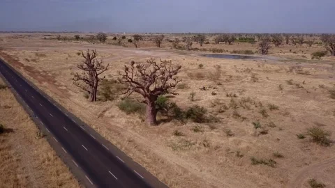 Car passing on road in middle of flat dry land with baobab trees and pond behind Video stock 208937119