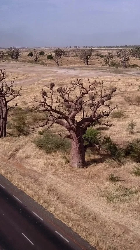 Car passing on road in middle of flat dry land with baobab trees and pond behind Stock Footage 230674507