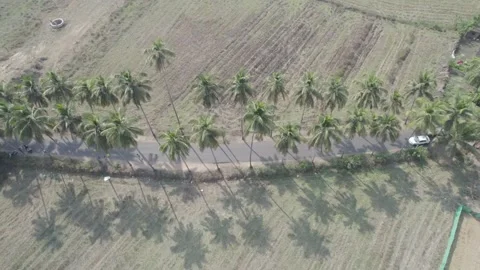 CAR PASSING THROUGH PALM TREES Video stock 245839916