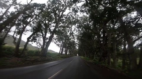 Car Passing By Under Row of Trees in Kauai Stock Footage 90599935