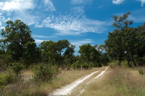 A car path accross the forest Stock Photos