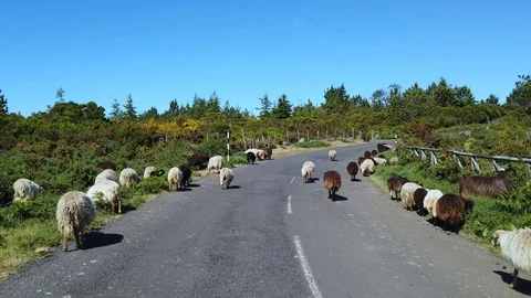 Car point of view over a flock of sheep walking on the road in Poiso. Madeira Stock Footage 114816009