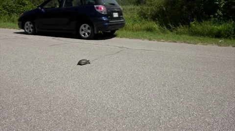 Car Pulls Over to Avoid Killing an Endangered Blanding's Turtle. Stock Footage 11866599