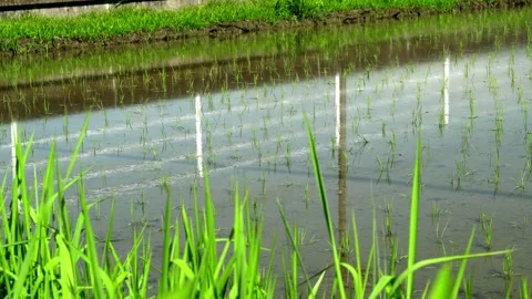 Car Reflected in a Rice Paddy Just After Planting in Fukuroi, Shizuoka, Japan Stock Footage 335741287