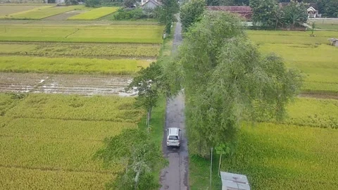 Car in a rice field Stock Footage 235377364