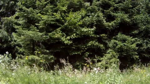 Car ride POV of mountain forest on a sunny summer day Stock Footage 71965976