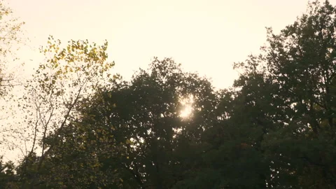 Car ride, the sun breaks through the foliage of trees Stock Footage 146137752