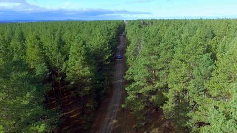 The car rides on a forest road Video stock 99697818
